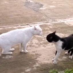 黑喵最新爆料视频大全集