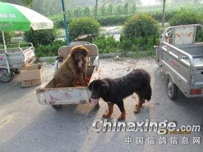 沛县狗市爆料事件最新,真相与争议交织，宠物市场乱象引发社会关注