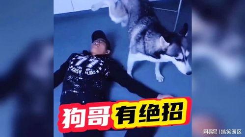 狗哥最新爆料,娱乐圈最新爆料大揭秘！