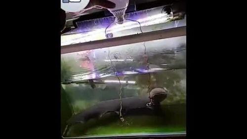 电鳗最新爆料是真的吗